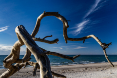 23-06-002-ZAUBERWALD-Westrand-Darss-Ostsee