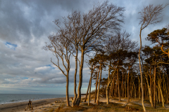 23-06-003-ZAUBERWALD-Westrand-Darss-Ostsee