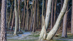 23-06-004-ZAUBERWALD-Westrand-Darss-Ostsee