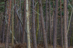 23-06-006-ZAUBERWALD-Westrand-Darss-Ostsee