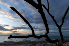 23-06-008-ZAUBERWALD-Westrand-Darss-Ostsee