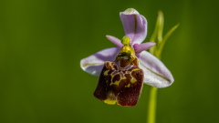 Foto-AG-Liliental-Mai-22-LR-2