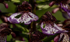 Foto-AG-Liliental-Mai-22-LR-5