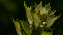 Foto-AG-Liliental-Mai-22-LR-6