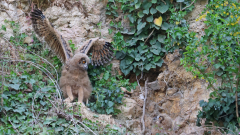 Uhu-Nest-06