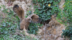 Uhu-Nest-07