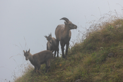 Anja-Geissler-Steinboecke-1