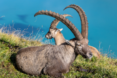 Anja-Geissler-Steinboecke-11 Anja-Geissler-Steinboecke-11