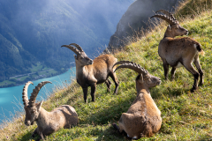 Anja-Geissler-Steinboecke-12 Anja-Geissler-Steinboecke-12