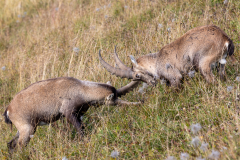 Anja-Geissler-Steinboecke-13 Anja-Geissler-Steinboecke-13