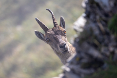 Anja-Geissler-Steinboecke-3 Anja-Geissler-Steinboecke-3