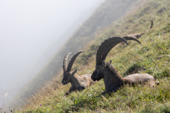 Anja-Geissler-Steinboecke-4 Anja-Geissler-Steinboecke-4