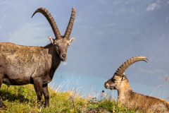 Anja-Geissler-Steinboecke-5 Anja-Geissler-Steinboecke-5