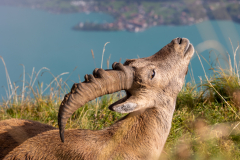 Anja-Geissler-Steinboecke-6 Anja-Geissler-Steinboecke-6