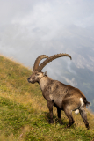 Anja-Geissler-Steinboecke-7