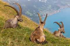 Anja-Geissler-Steinboecke-8 Anja-Geissler-Steinboecke-8