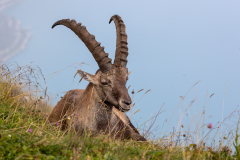 Anja-Geissler-Steinboecke-9 Anja-Geissler-Steinboecke-9