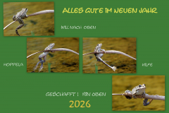 Weihnachtsfeiertag-Belchen-12