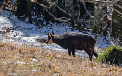 Weihnachtsfeiertag-Belchen-3