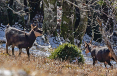 Weihnachtsfeiertag-Belchen-5