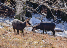 Weihnachtsfeiertag-Belchen-6