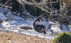 Weihnachtsfeiertag-Belchen-7