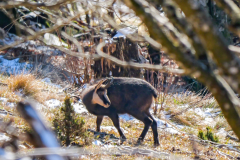 Weihnachtsfeiertag-Belchen-8