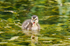 11-junge-Stockente-