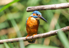 12-Eisvogel-nach-Tauchgang-