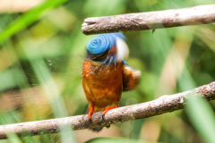 13-Eisvogel-im-Turbo-Schleuder-Program-