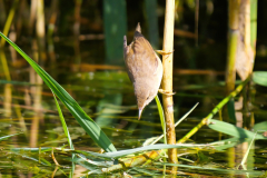 6-Teichrohrsaenger-auf-Futtersuche-
