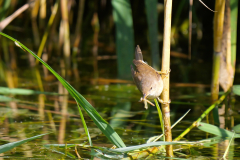 8-erfolgreiche-Jagd-