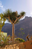 11-Drachenbaum-
