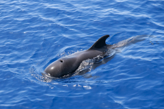 12-Pilotwale-vor-La-Gomera-