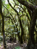 9-der-aelteste-Lorbeerwald-weltweit-