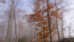 Wald-im-Nebel-1