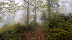 Wald-im-Nebel-1a