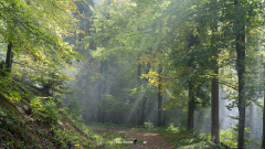 Wald-mit-Nebel-a-2