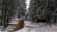 Wald-mit-Schnee-und-Holzstapel-a