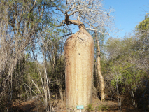 Baobab_-02