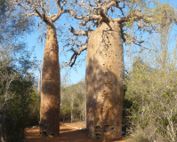 Baobab_-03