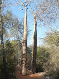 Baobab_-04