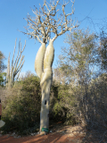 Baobab_-05