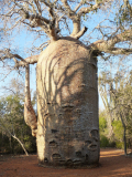 Baobab_-07