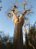 Baobab_-08