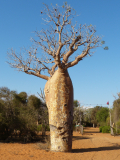 Baobab_-01