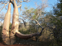 Baobab_-06