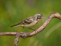 05-Wiesenschaftsstelze
