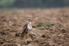 22-04-8-FF-Bussard