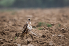 22-04-8-FF-Bussard